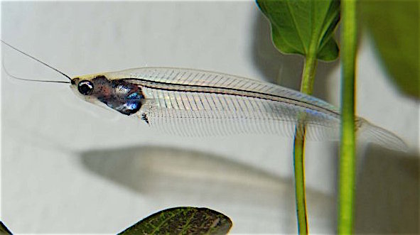 Kryptopterus macrocephalus glaswels