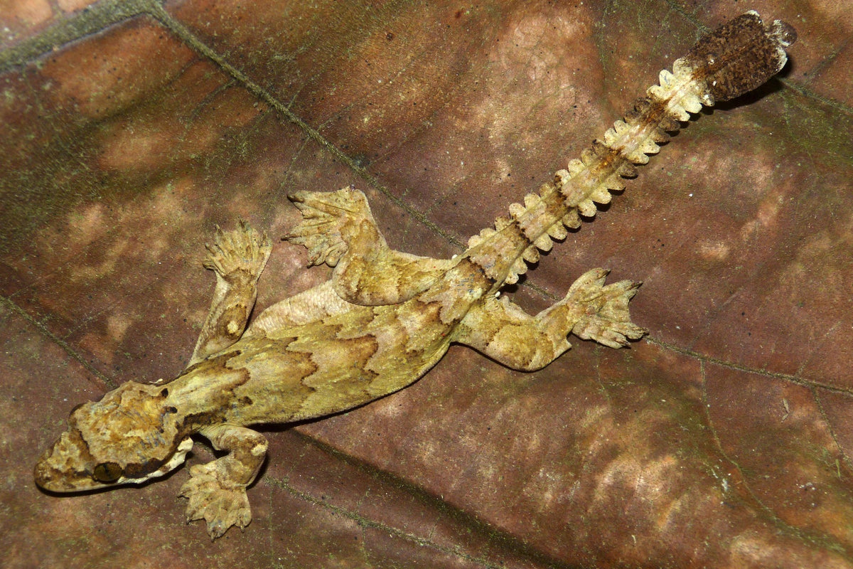 Ptychozoon Kuhli Vliegende Gekko