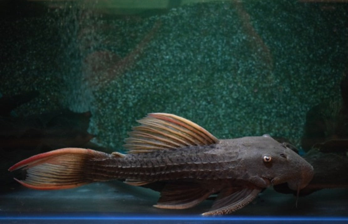L024  Pseudacanthicus Pitanga  (10-12cm)