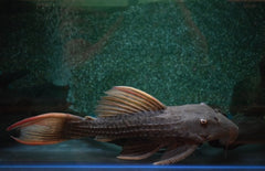 L024  Pseudacanthicus Pitanga  (10-12cm)