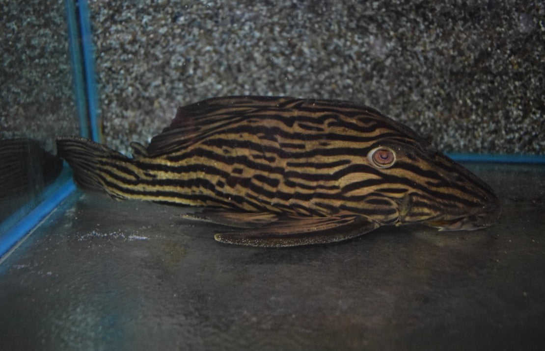 L027 Panaque Cf. Armbrusteri Xingu