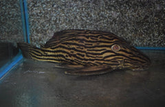 L027 Panaque Cf. Armbrusteri Xingu