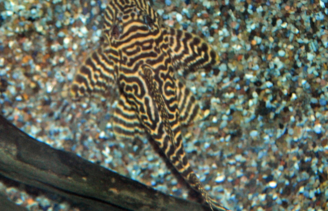 L066 Hypancistrus sp.