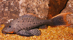 Pseudorinelepis Genibarbis L095