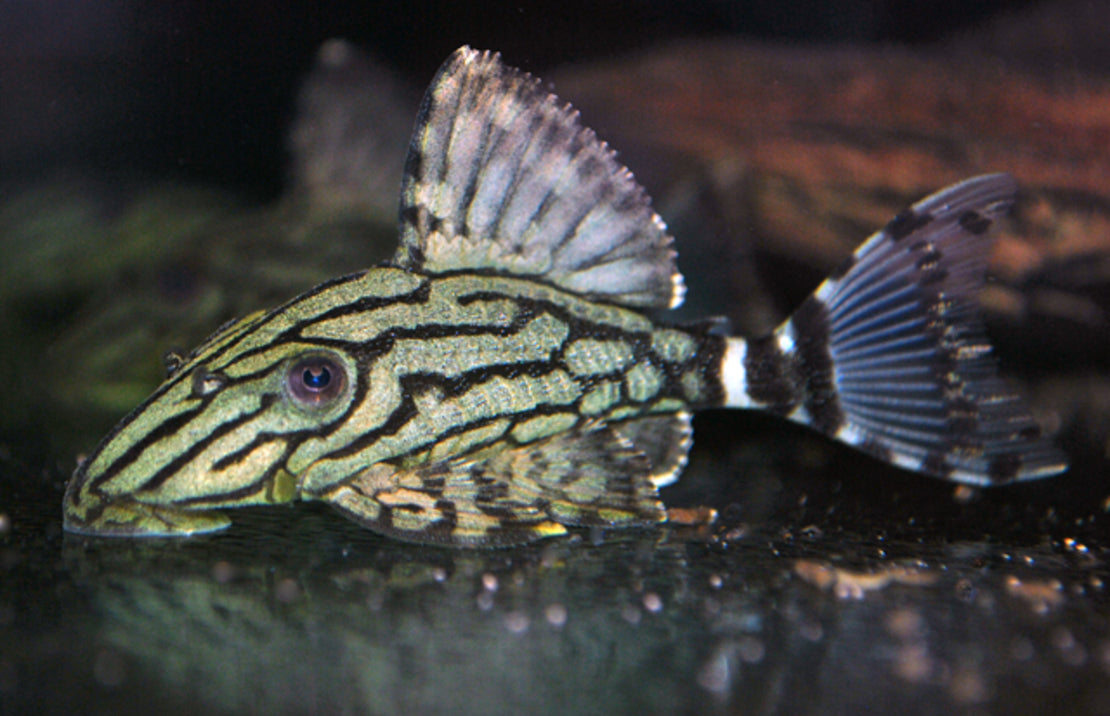 Panaque sp.  L191 (Broken Line Royal Pleco)