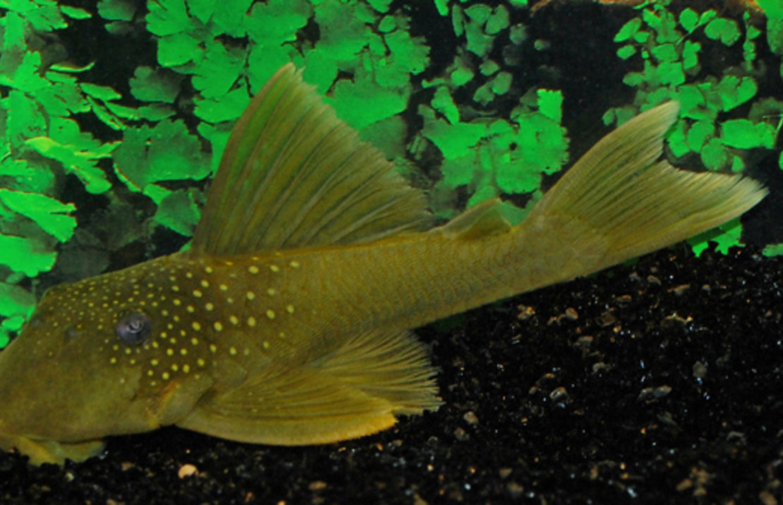Hemiancistrus Subviridis L200 (Green Phantom)