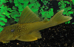 Hemiancistrus Subviridis L200 (Green Phantom)