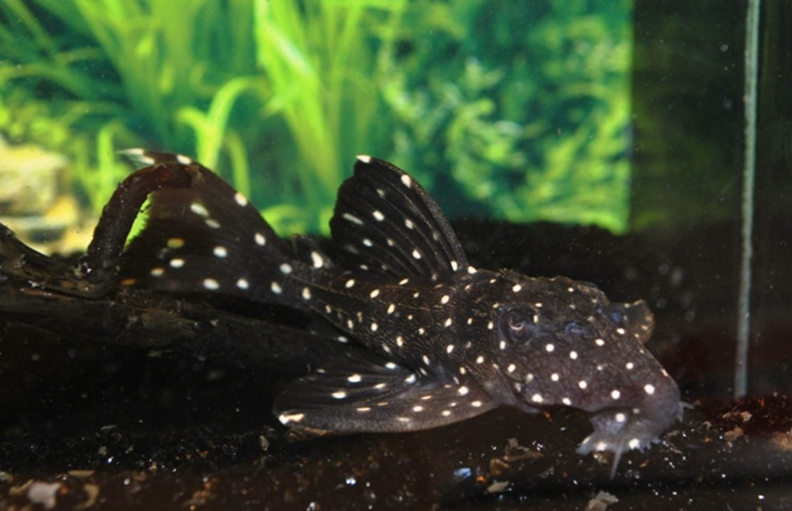Leporacanthicus Galaxias (L240) L240 Galaxias Pleco