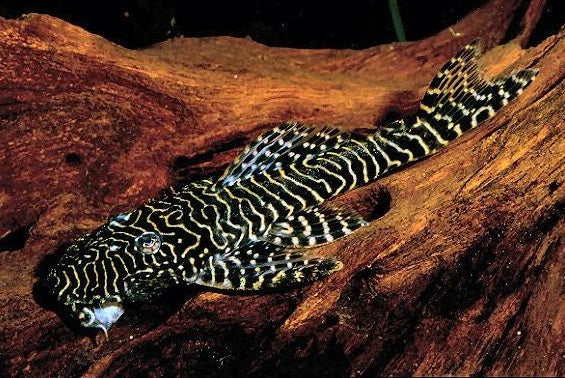 Pseudolithoxus tigris (L257)