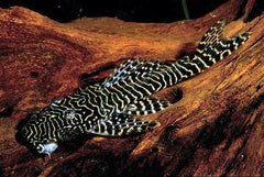 Pseudolithoxus Tigris (L257)