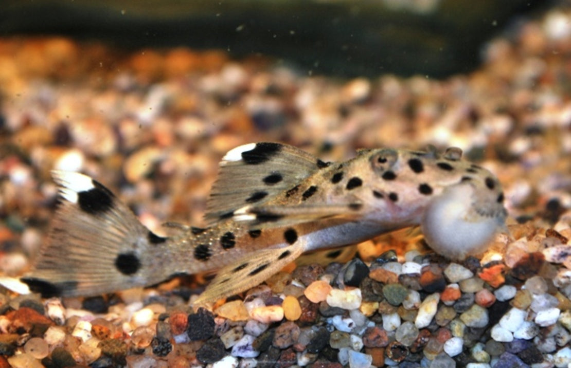 Leporacanthicus joselimai (L264)