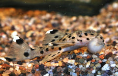 Leporacanthicus Joselimai ﻿(L264)