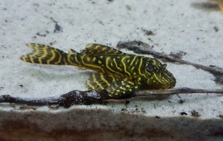 L340 Hypancistrus sp.