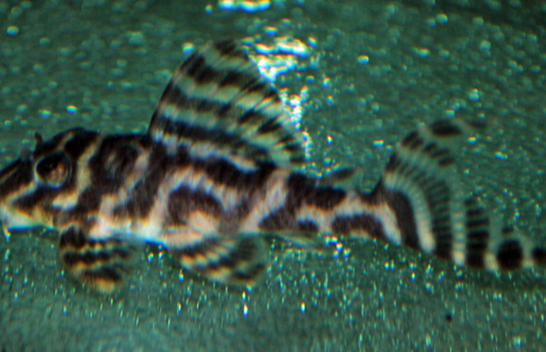 L400 Hypancistrus Sp. M L400 Hypancistrus