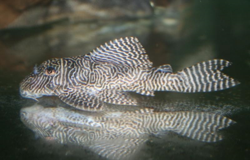 Hypancistrus sp. (L411)