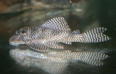 Hypancistrus sp. (L411)