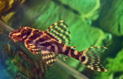 Hypancistrus sp. (L450)