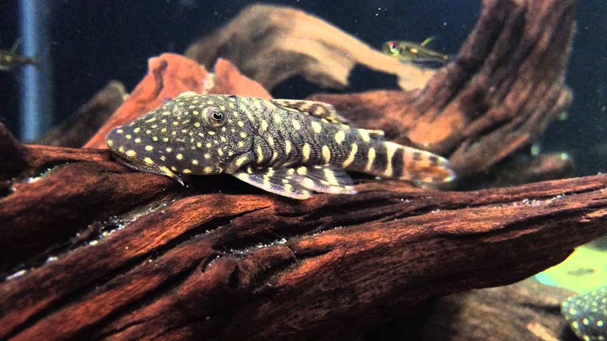 Chaetostoma sp. L455