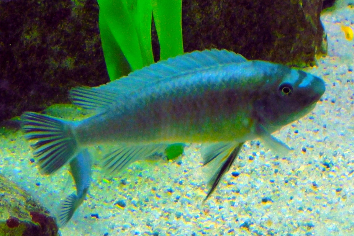 Labeotropheus trewawasae marmelade cat