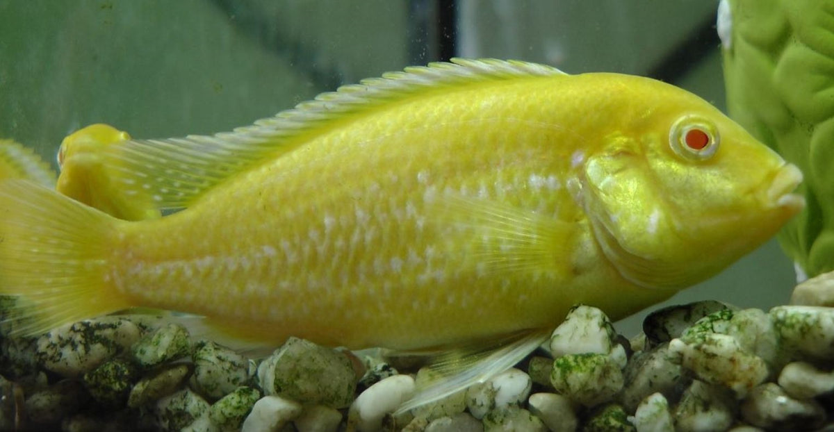 Labidochromis Caeruleus albino
