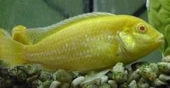 Labidochromis Caeruleus albino