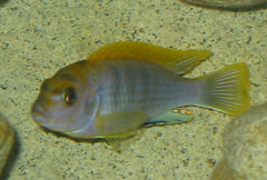 Labidochromis hongi