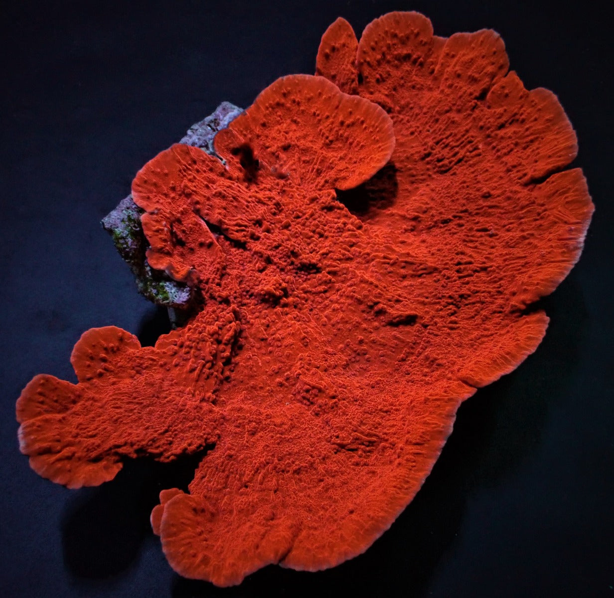 Montipora spp. (Laminar Orange-Red)