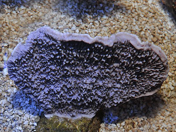 Montipora spp. (Laminar Purple-Blue)