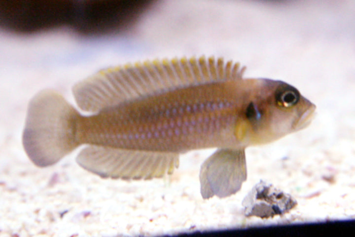 Lamp.-neolamprologus Ocellatus Oranje