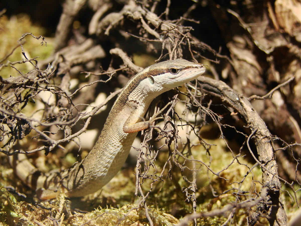 Latastia Longicaudata Subspecies