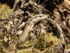 Latastia Longicaudata Subspecies