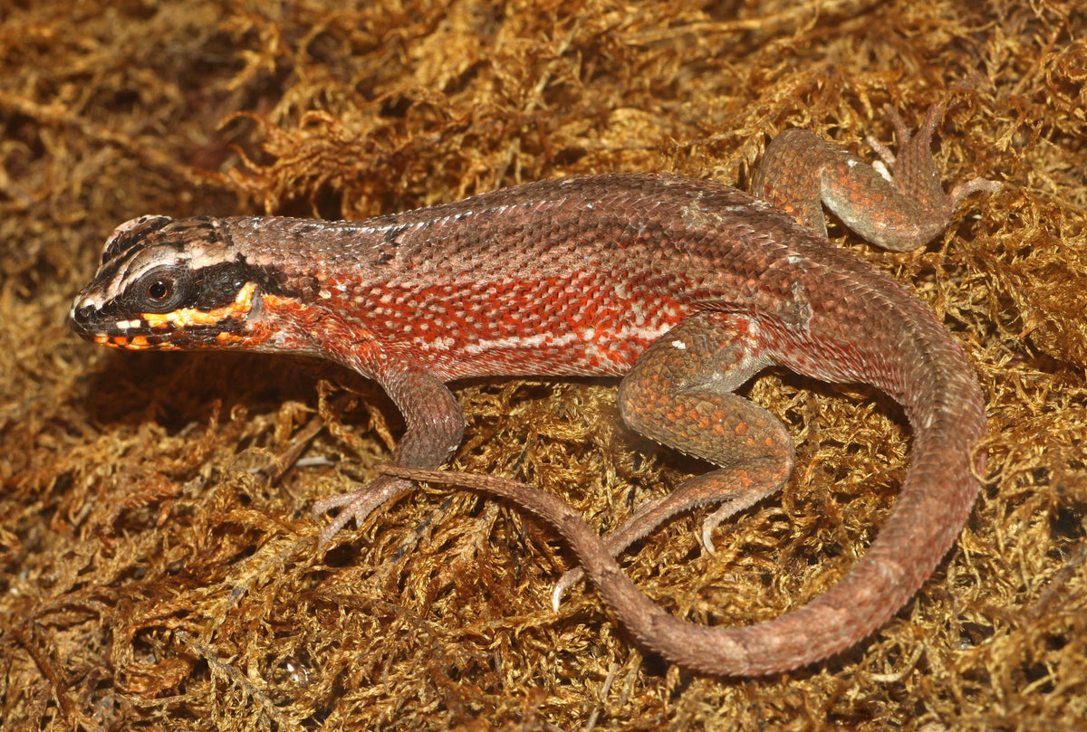 Leiocephalus Personatus