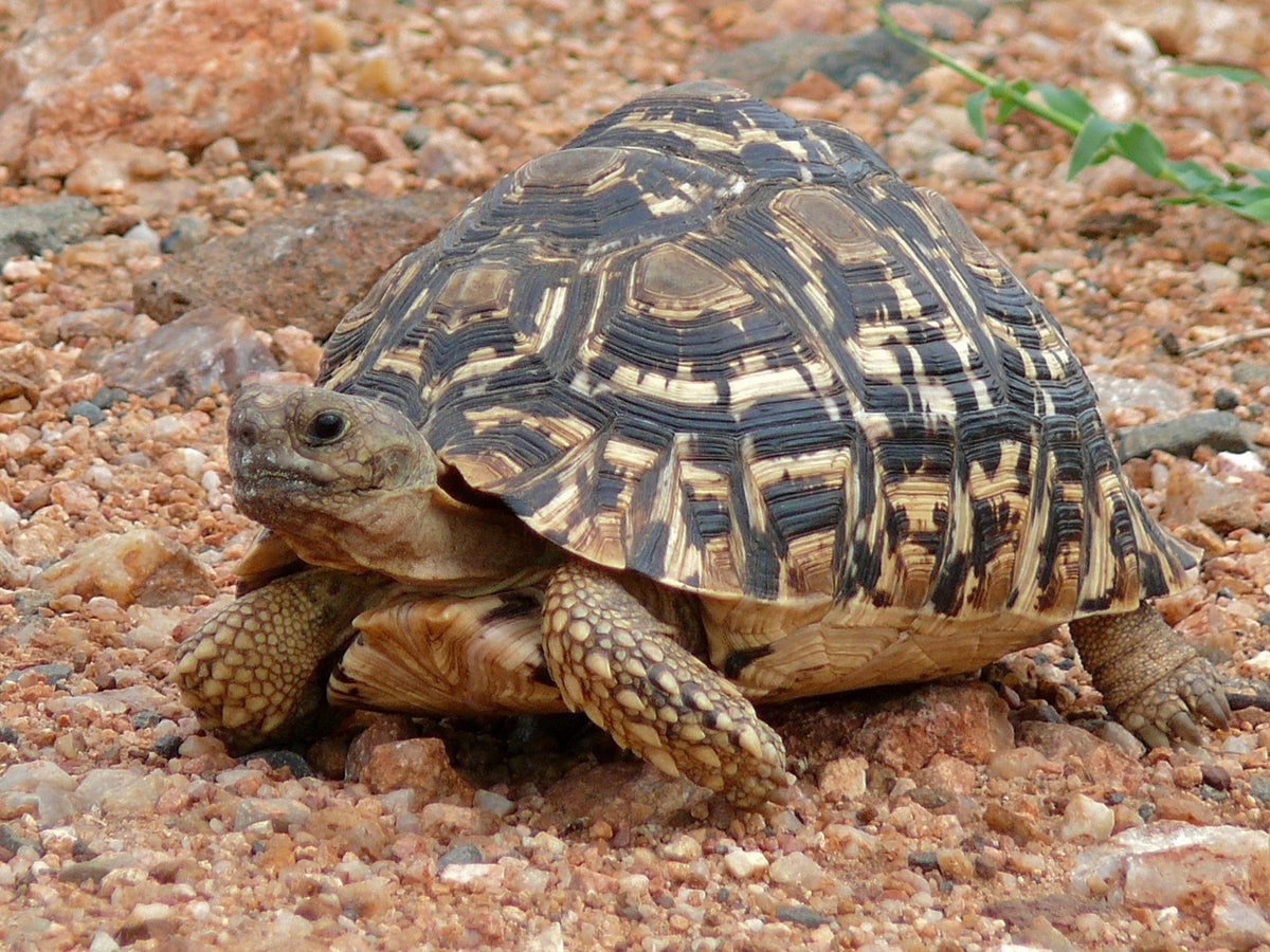 Stigmochelys pardalis