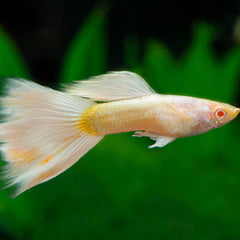 Poecilia Reticulatus Guppy Platinum Male