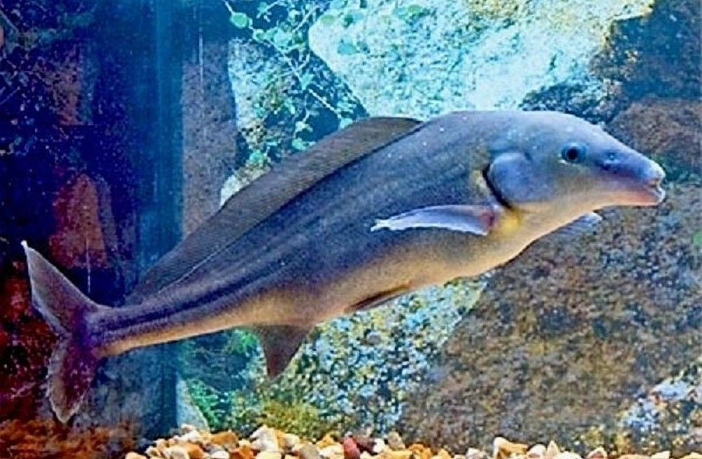 Mormyrus longirostris Baby Dolfijn SM