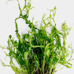 Microsorum Twisted Leaf