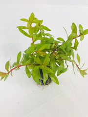 Nesaea pedicellata golden