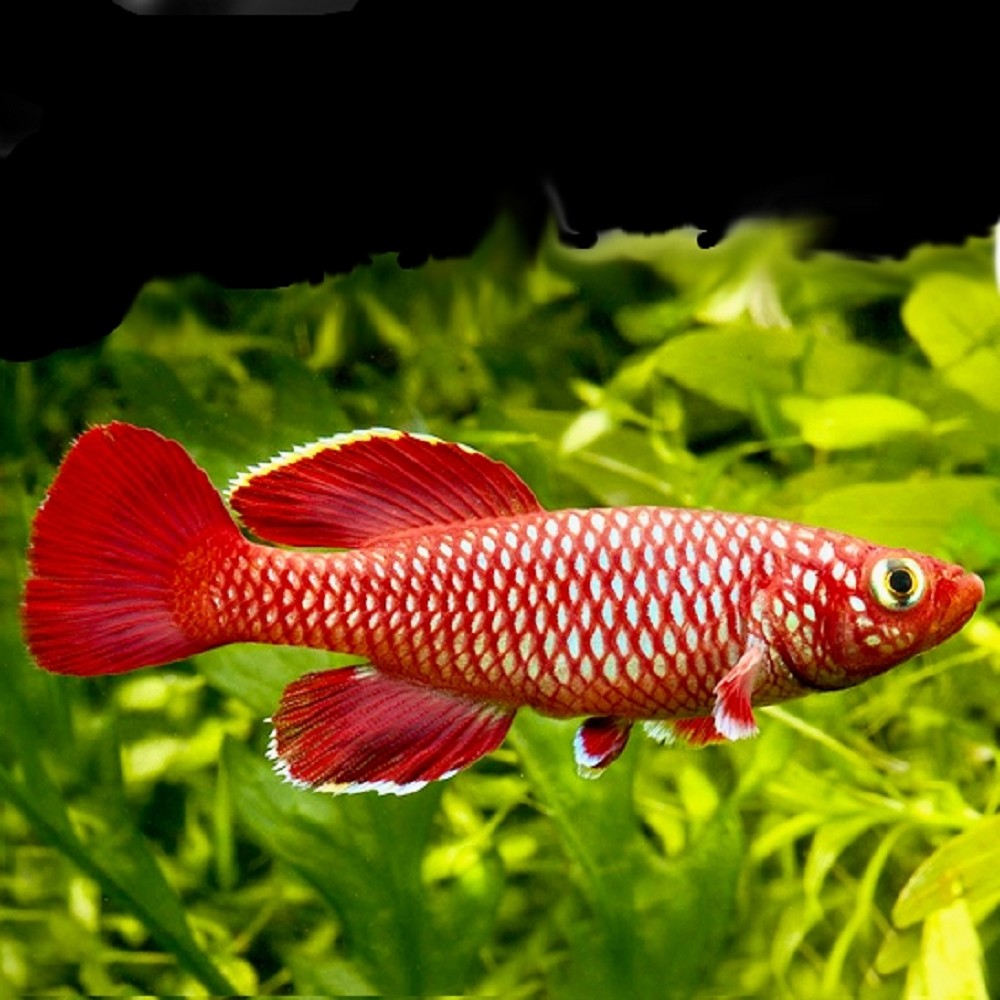 Nothobranchius korthause Red mafia island