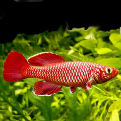 Nothobranchius korthause Red mafia island