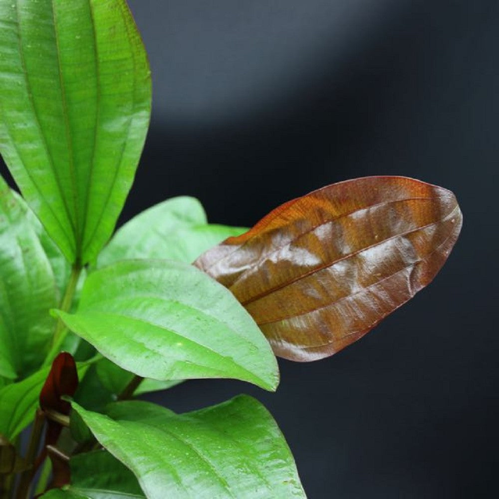 Echinodorus Impaii Moederplant