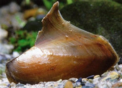 Hyriopsis bialatus Zeilvinmossel XL
