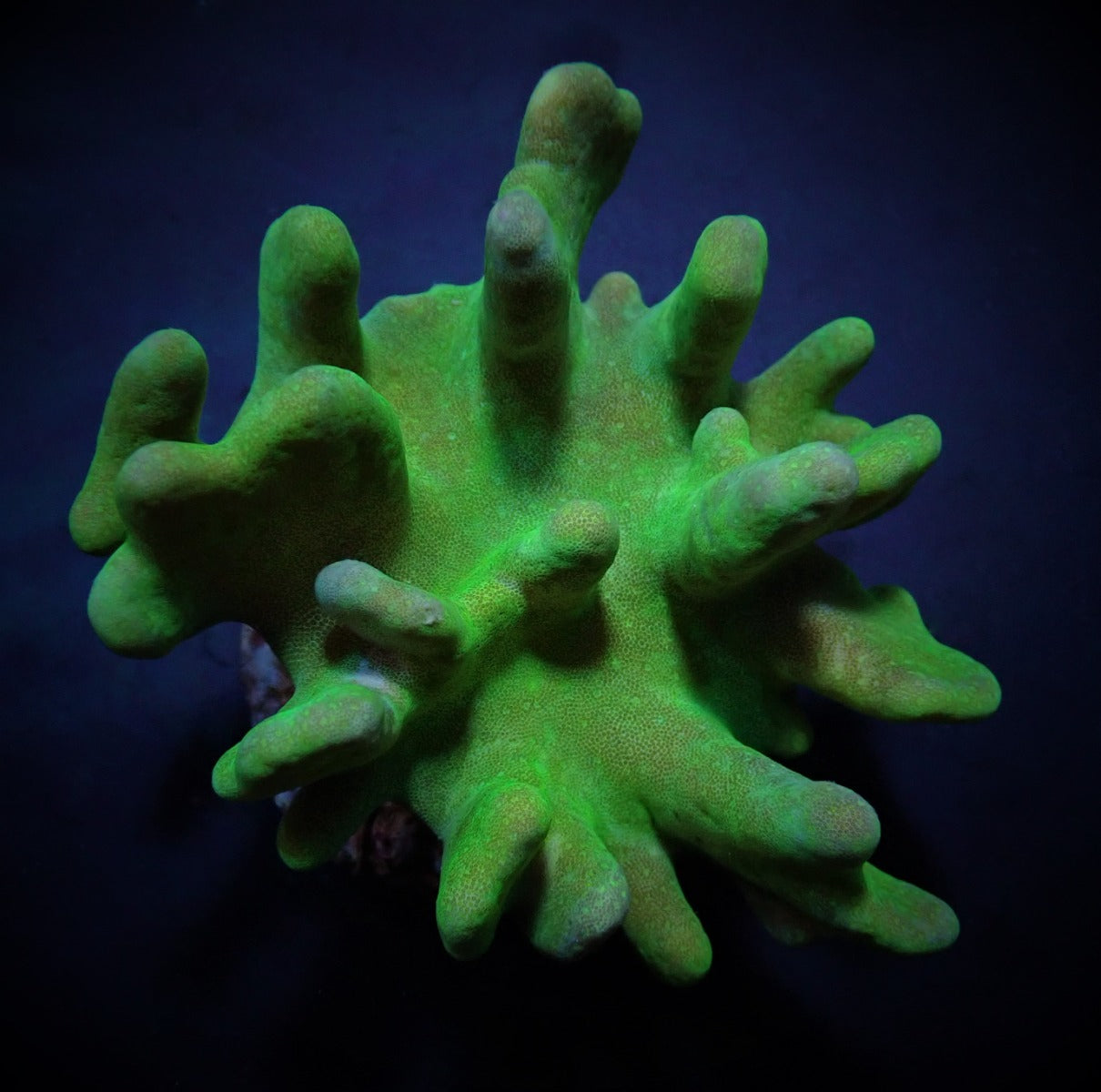 Lobophytum spp. (Green)