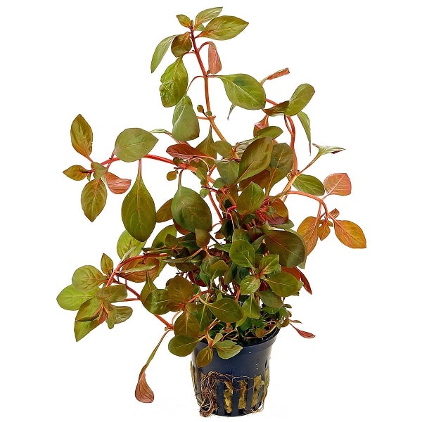 Ludwigia Repens Rubin