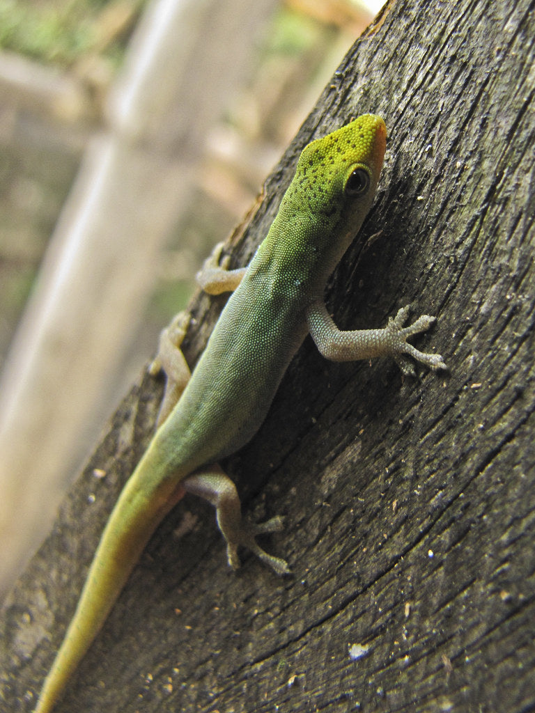 Lygodactylus conraui