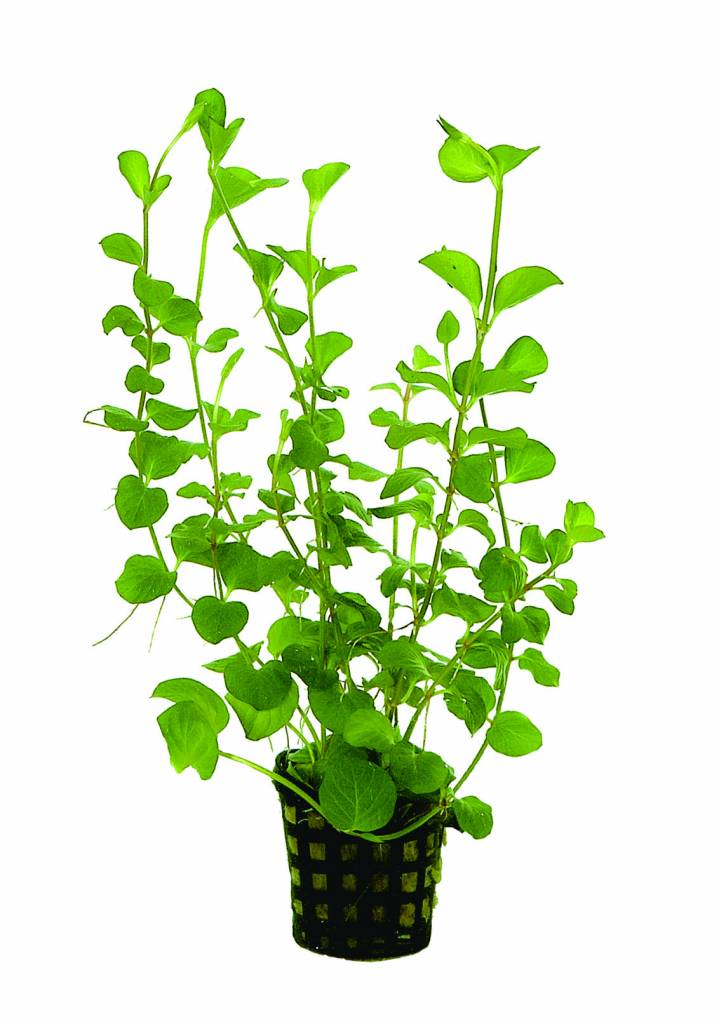 Lysimachia aurea