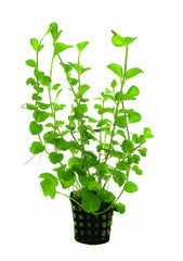 Lysimachia aurea