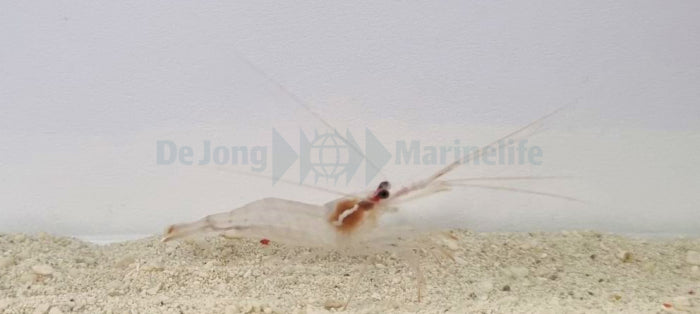 Lysmata wurdemanni T.B.
