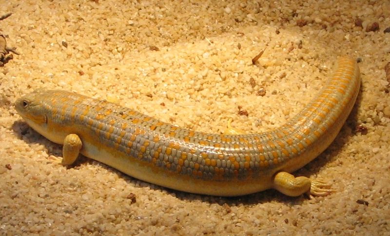 Eumeces schneideri