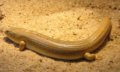 Eumeces schneideri