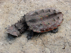 Chelus Fimbriatus Mata Mata